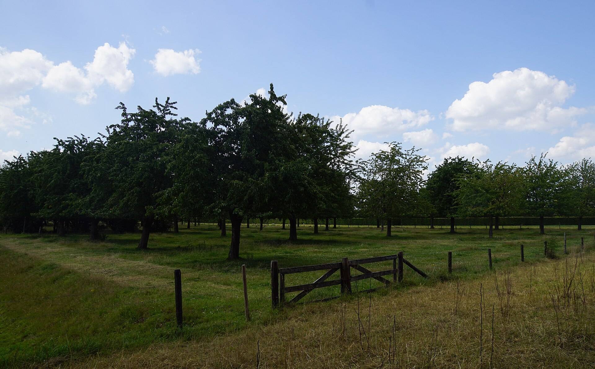 Boomgaard langs de Molenweg in het Withuisveld